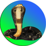 Snake On Screen Cobra Simulator icon