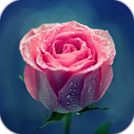 Cover Image of Descargar AppLock Theme Pink Rose  APK