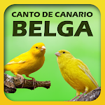Cover Image of डाउनलोड Canto de Canário Belga Sem Internet 1.2 APK
