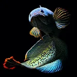 Cover Image of ダウンロード Channa Fish Wallpapers  APK