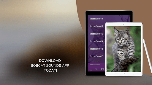 Bobcat Sounds Screen 2