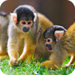 Cover Image of Download Monkey HD Wallpaper  APK
