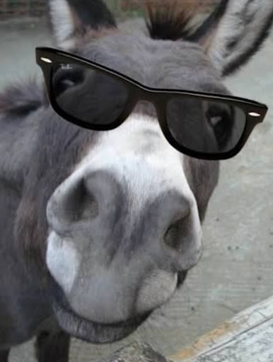 donkey pics Screenshot