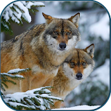 Wolves in winter icon