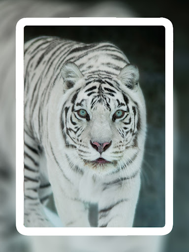 Screenshot of Lion Wallpapers HD - EpicWalls