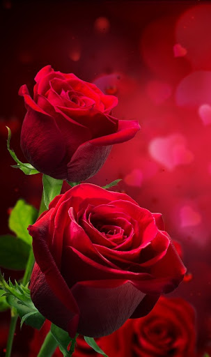 Red Rose Wallpapers Screen 3