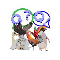 새 퀴즈