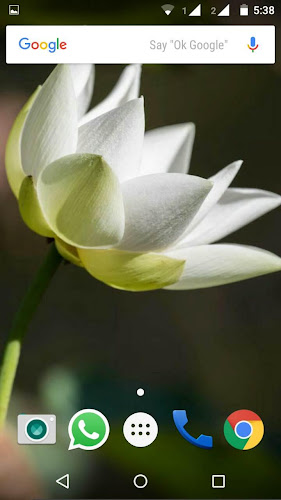 Lotus Flower Wallpaper HD - Latest version for Android - Download APK