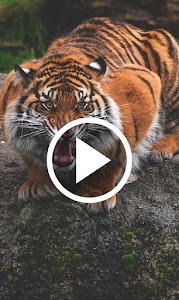 Tiger Videos Live Wallpaper 4k Unknown