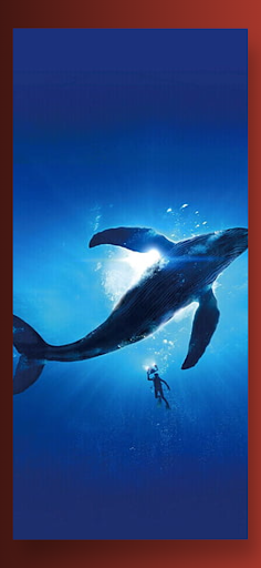 Cute Orca Whale Wallpaper HD