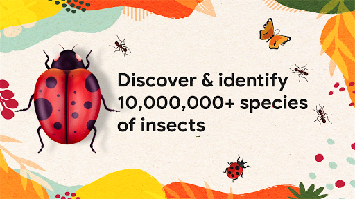 Android application Insect identifier - identity screenshort