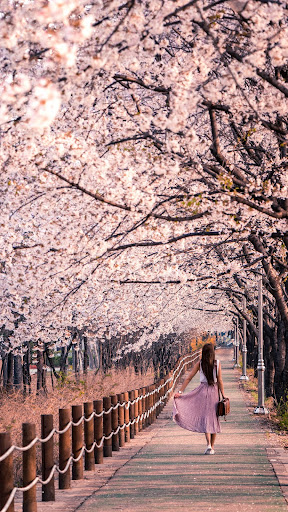 Spring Flower Nature Wallpaper Screen 3
