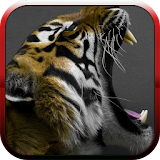 Big cats sounds icon