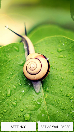 Home Screen Live Wallpaper Screen 2