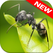 Top 38 Personalization Apps Like Ant Wallpapers? - Insects Wallpaper - Best Alternatives