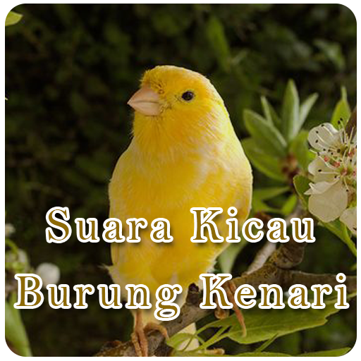 Suara Kicau Burung Kenari Download on Windows