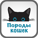 Породы кошек с фото icon