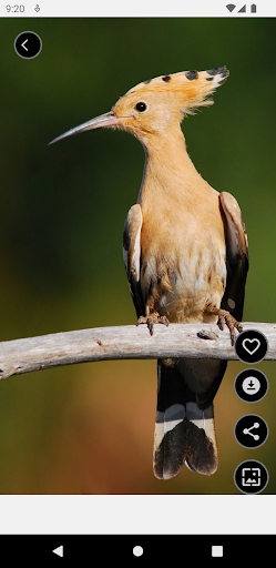 Hoopoe Wallpapers Offline