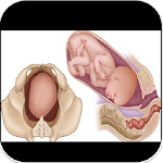 Normal Labour And Complications Apk