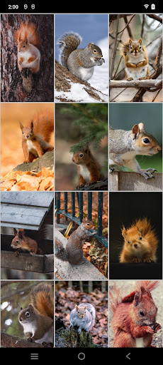 Squirrel Wallpapers