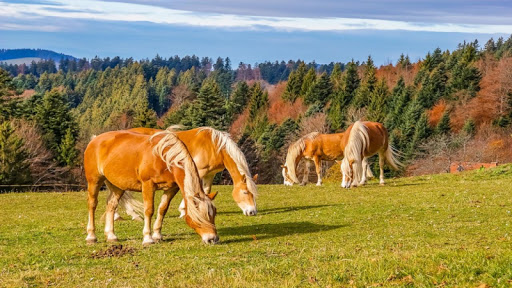 Beautiful Horses Puzzle Screen 2