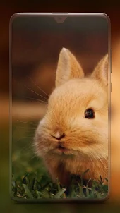 Rabbit Wallpaper HD