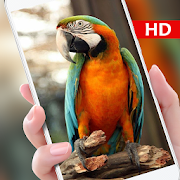 Parrot Live wallpaper 2019: Forest HD Background