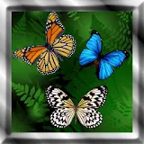 Butterfly Live Wallpaper icon