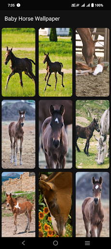Baby Horse Wallpaper Screen 3