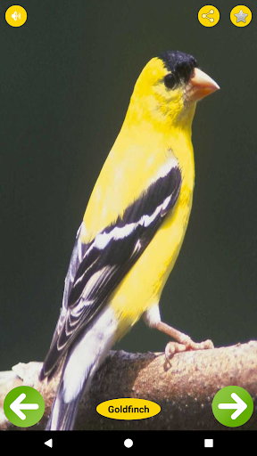 Birds Names with Pictures