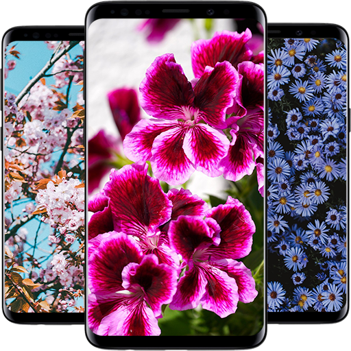 Flower HD Wallpapers 2022 Download on Windows