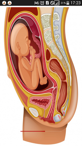 Conseil alimentaire pour les enceintes