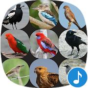 Top 28 Music & Audio Apps Like Appp.io - Australian Bird sounds - Best Alternatives