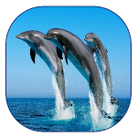 Cover Image of ดาวน์โหลด Dolphin Live Wallpaper 1.3 APK