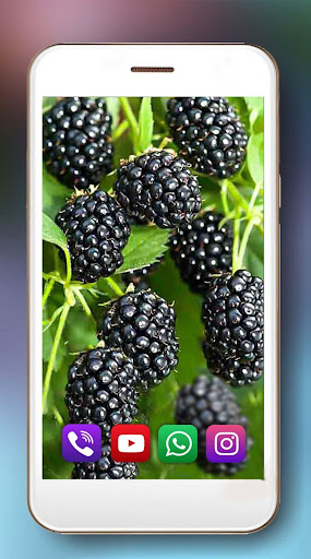 Bayas Mejor Fondos Pantalla Animados