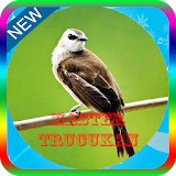 Masteran Burung Trucukan Mp3 Offline icon