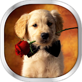 Dog Puppies Live Wallpaper icon