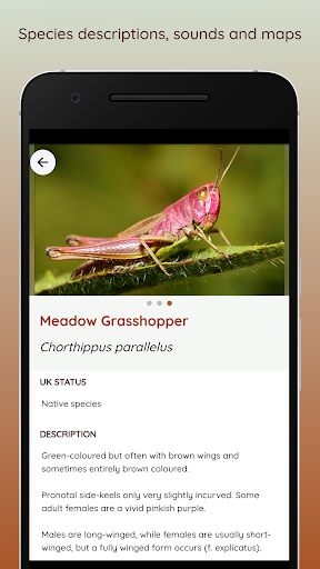 iRecord Grasshoppers Screen 2