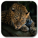 Jaguars HD Gallery icon
