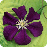 Clematis Wallpapers icon