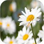 Cover Image of Baixar Daisy Wallpapers 1.2 APK