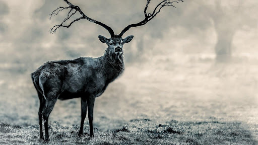 Best Black And White Wallpaper - v2.0