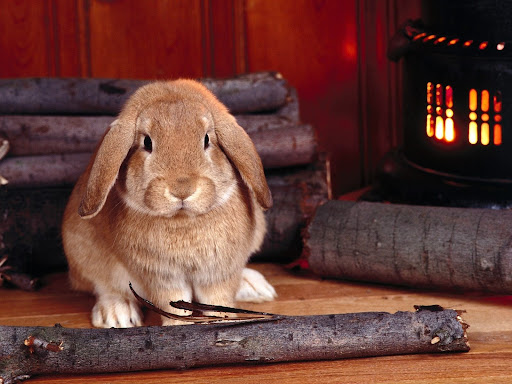 Rabbits Wallpapers Screen 3