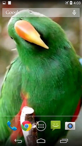 Parrots From Rio Wallpaper Screen 2