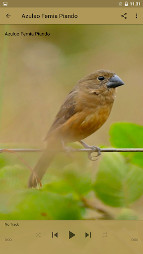 Canto de Azulao Femea Piado