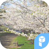 Cherry Blossom Story theme icon