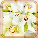Cover Image of Download Lily and Orchid  APK