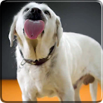 Dog Licks Screen 4K Wallpaper Apk