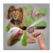 Scratch Animal Quiz