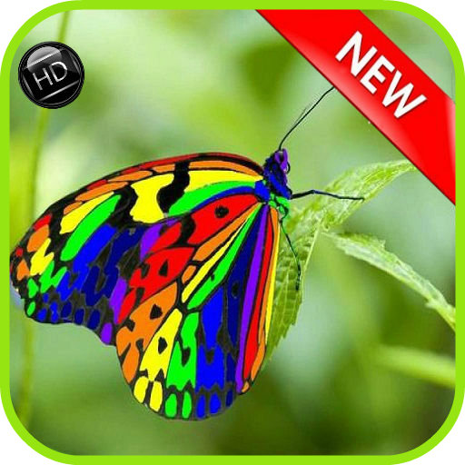 Butterfly wallpapers HD